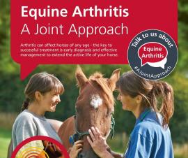 Equine Arthritis Veterinary Expert Advice and Guidance